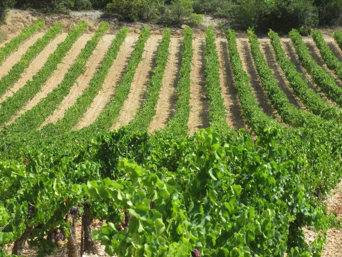 Grappes de raisin avant les vendanges